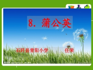 蒲公英 (2)
