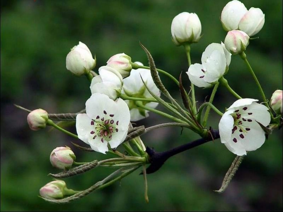 七年级语文上册 第三单元第11课 《春》课件 人教新课标版_第3页