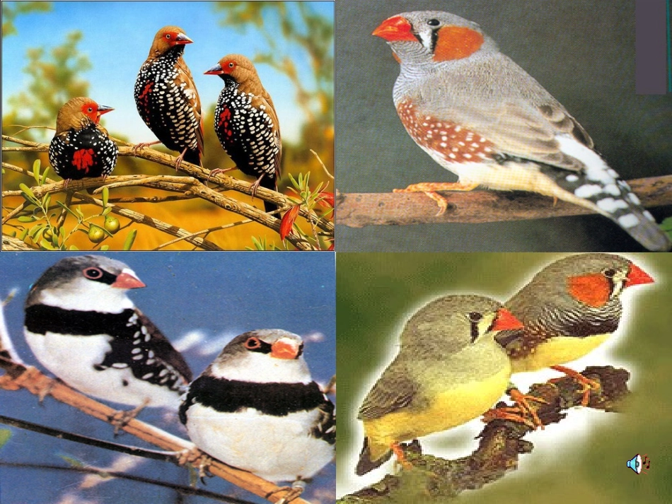 珍珠鸟2 (2)_第1页