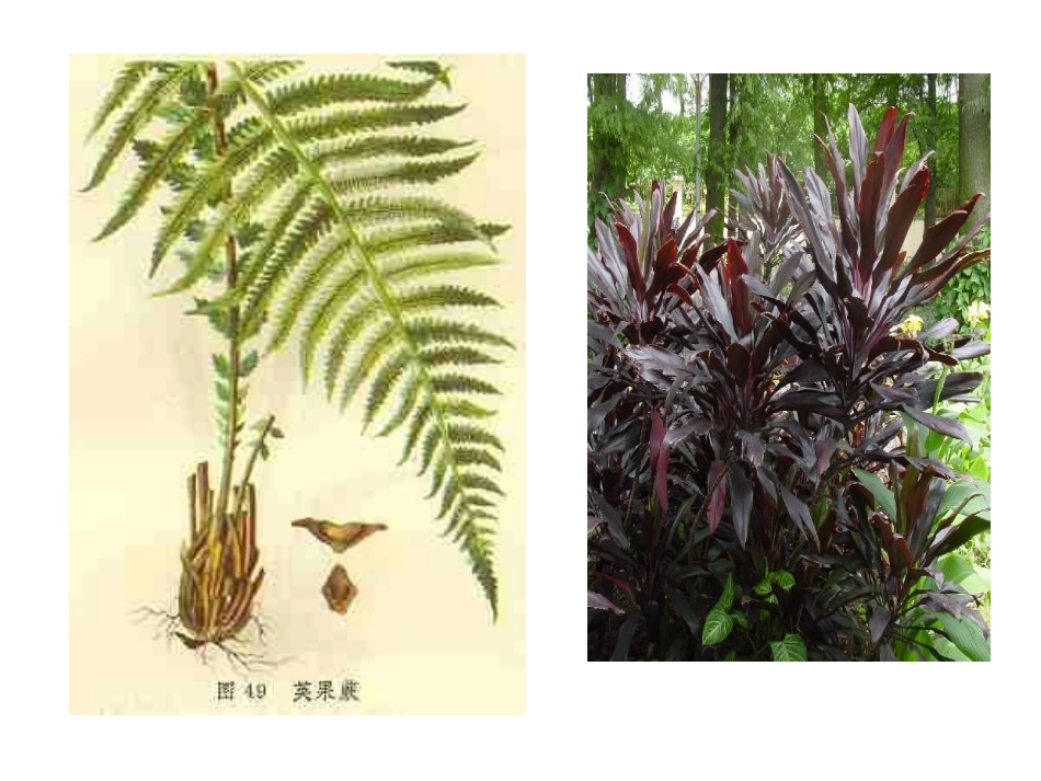 生物的生命现象_第1页