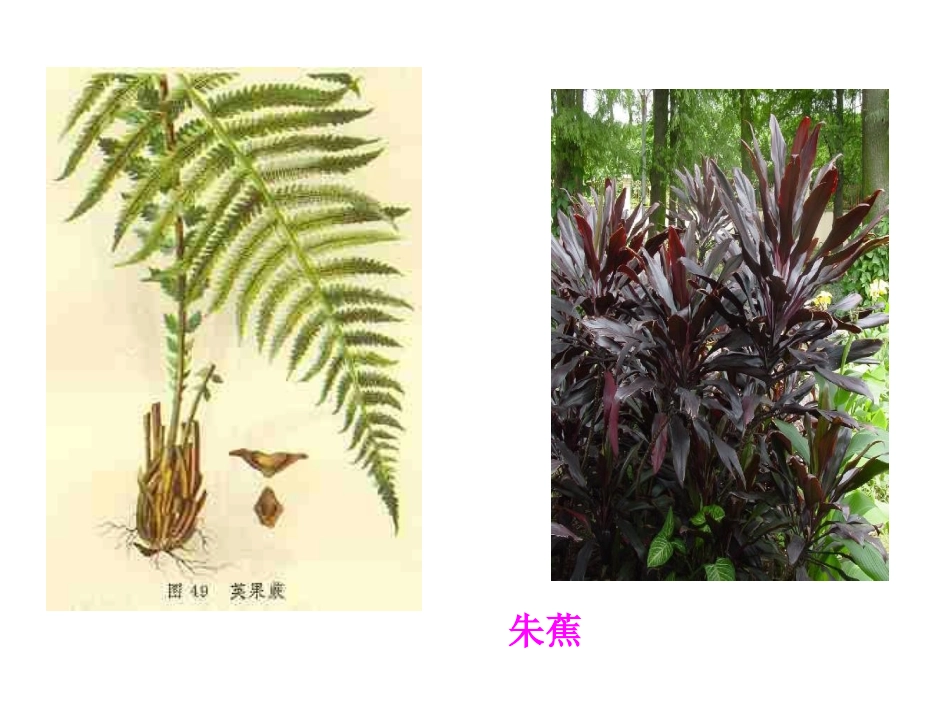 生物的生命现象_第2页