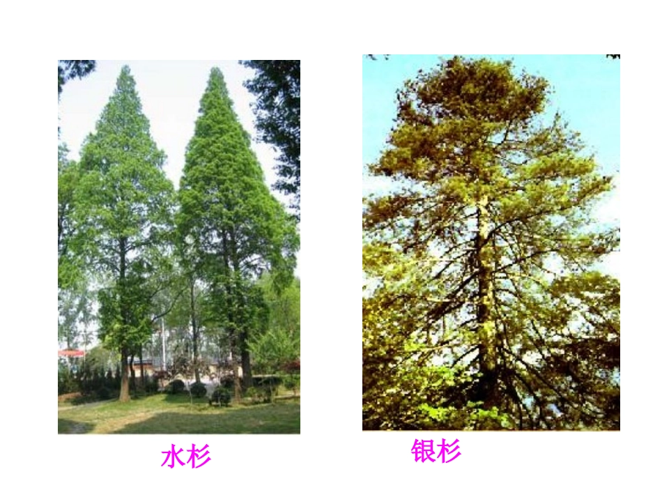 生物的生命现象_第3页