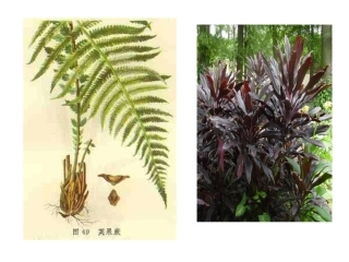 生物的生命现象