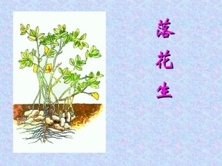 落花生 (6)