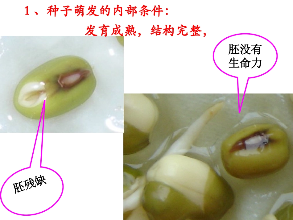 种子的萌发1_第2页