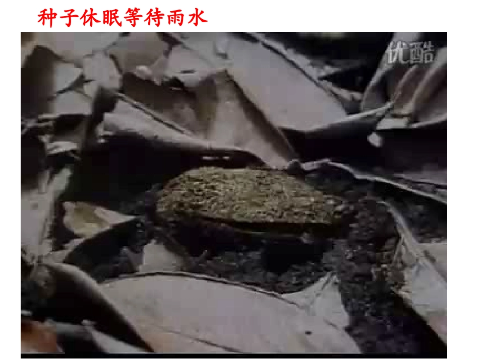 种子的萌发1_第3页