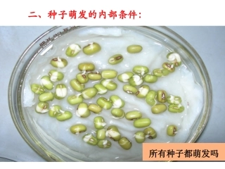 种子的萌发1