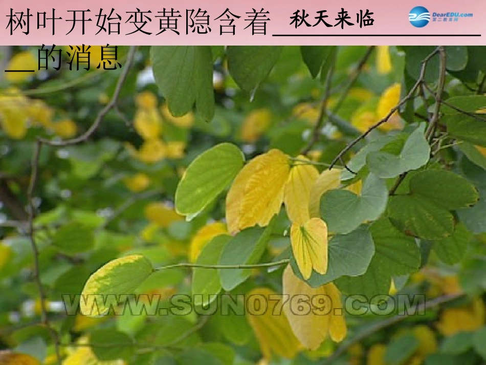 三年级信息技术上册第1课走进信息世界课件_第2页