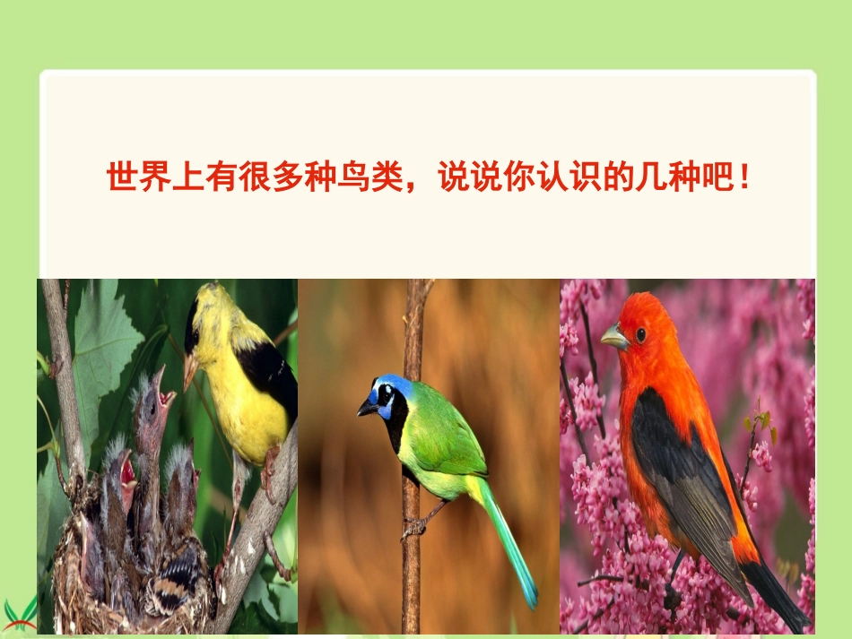 微课翠鸟课件(三年级下册)_第1页