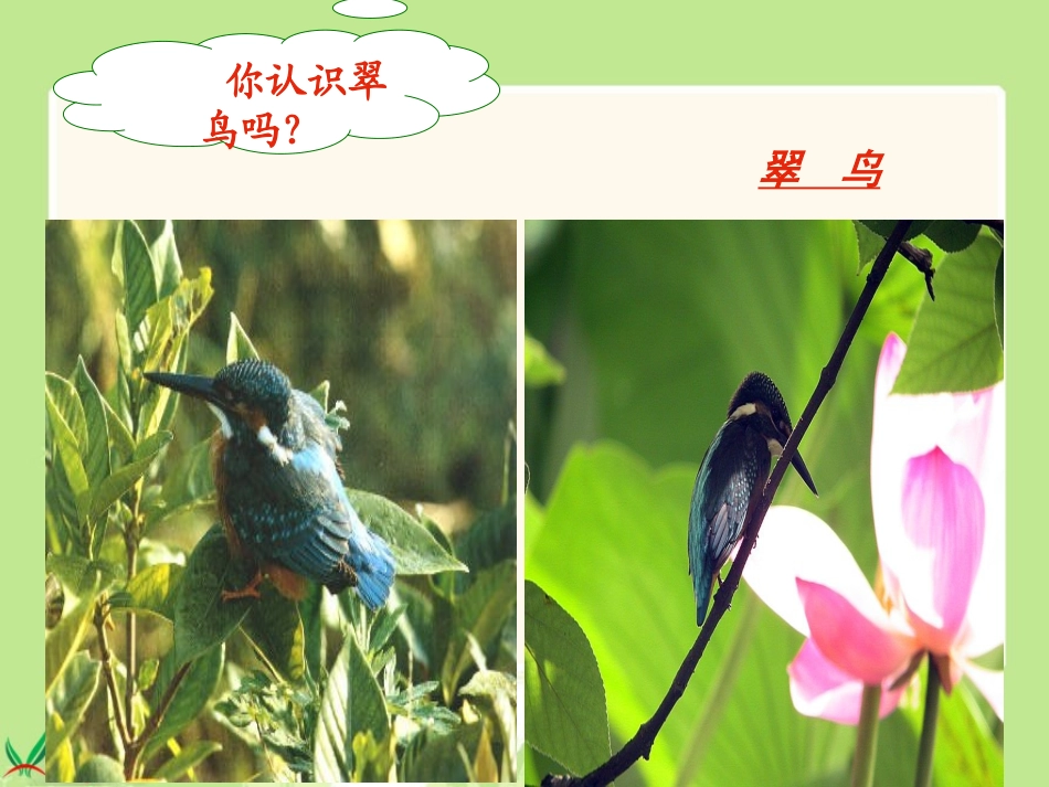 微课翠鸟课件(三年级下册)_第2页