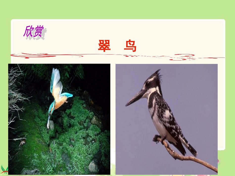微课翠鸟课件(三年级下册)_第3页