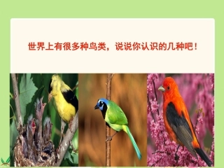 微课翠鸟课件(三年级下册)