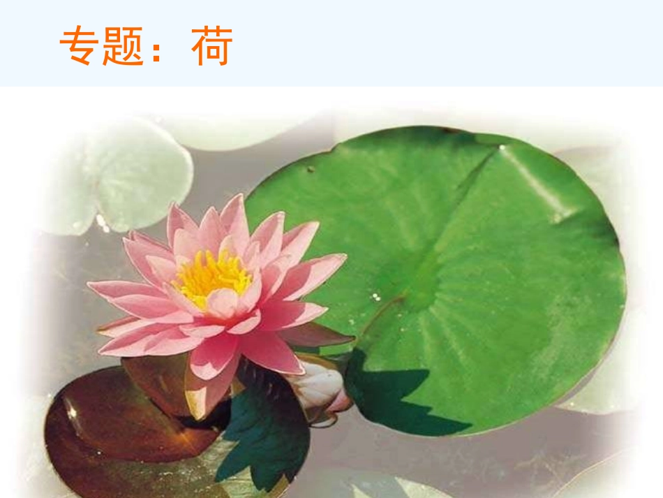 七年级语文下册《专题：荷》优秀实用课件 苏教版_第1页