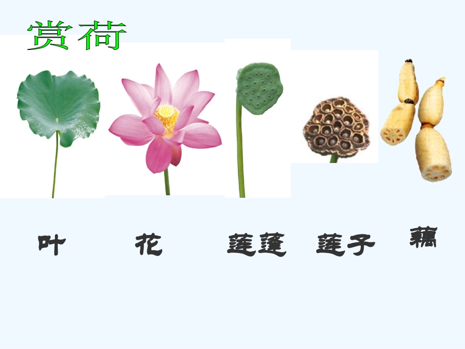 七年级语文下册《专题：荷》优秀实用课件 苏教版_第3页