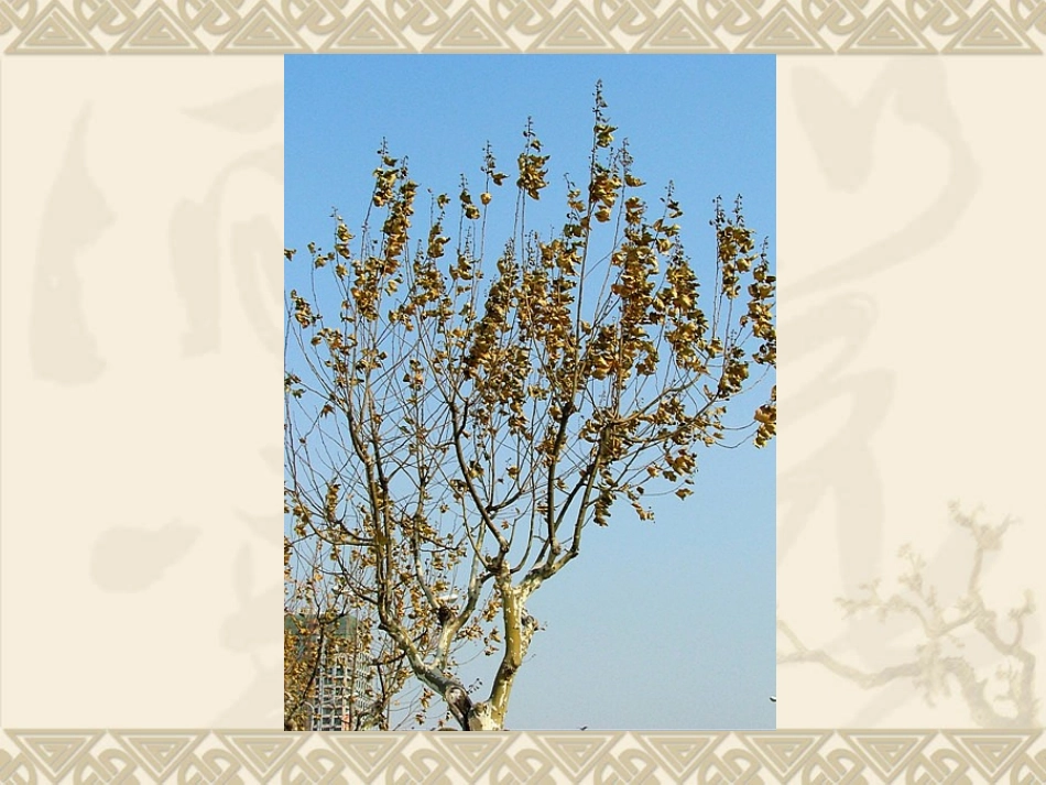 爷爷和小树2_第2页