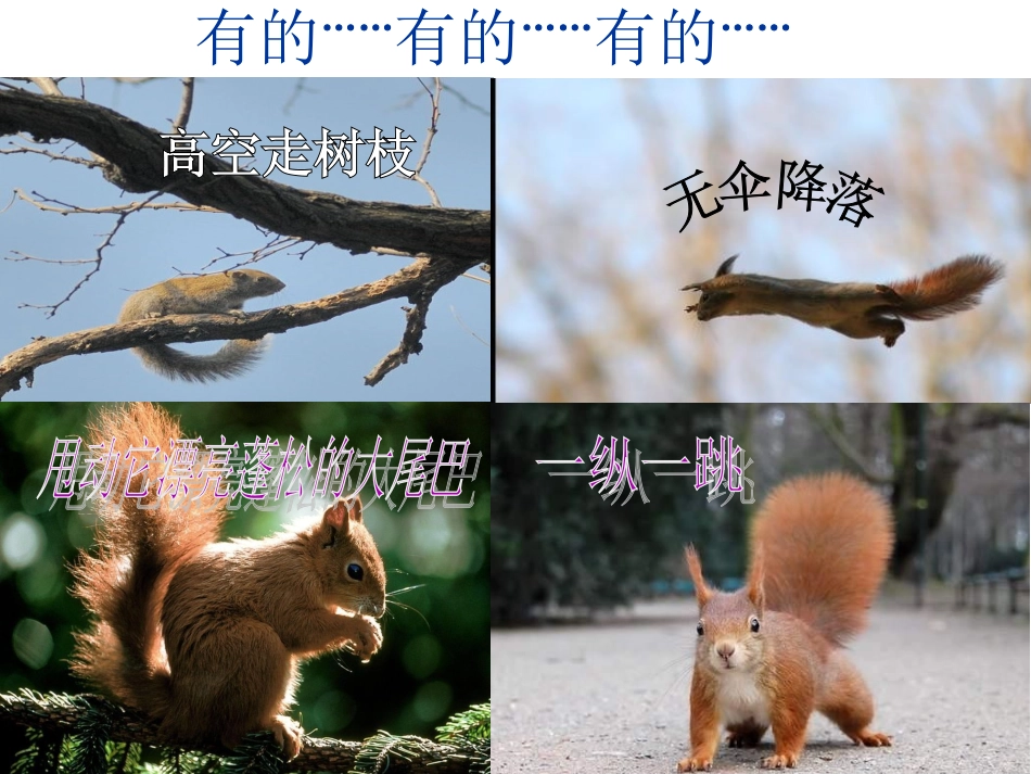 看松鼠做巢PPT_第3页