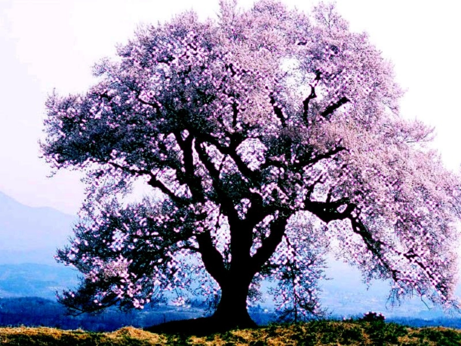 幼儿美术教育_第2页