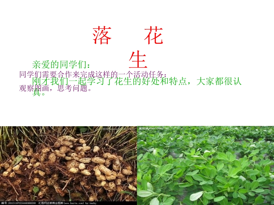 林丽《落花生》_第1页