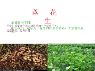 林丽《落花生》