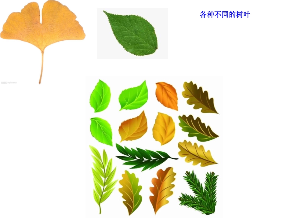 树叶贴画的课件_第2页