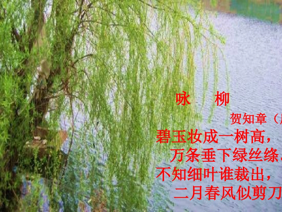 苏教版十一册15青海高原一株柳_第2页