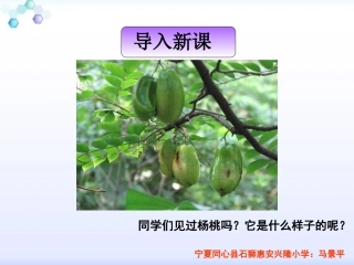 三年级下册语文——11画杨桃