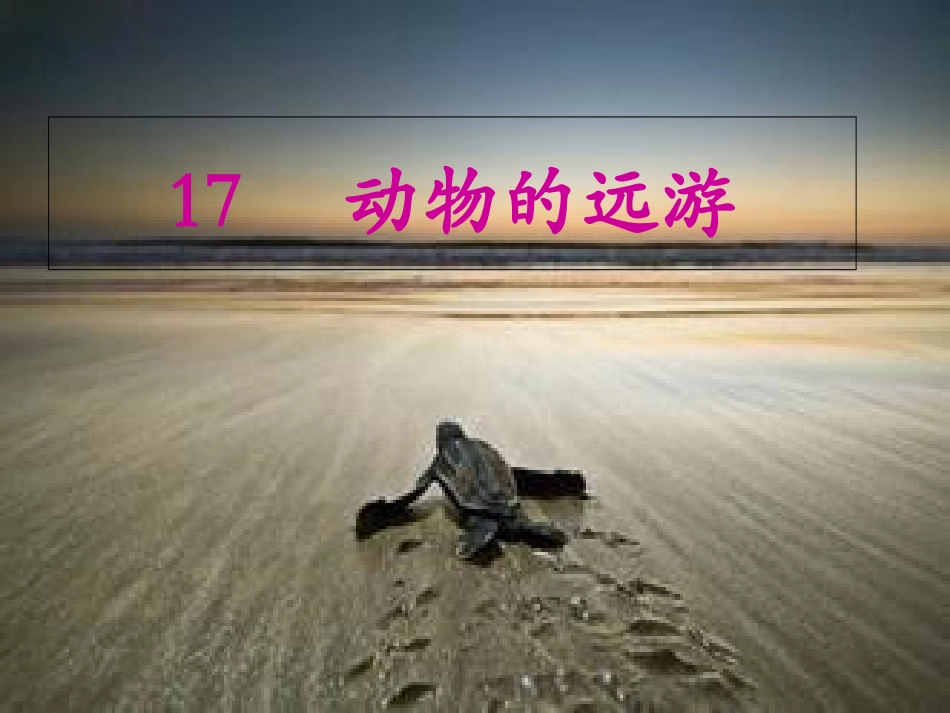 三年级语文上册17《动物的远游》课件_第1页