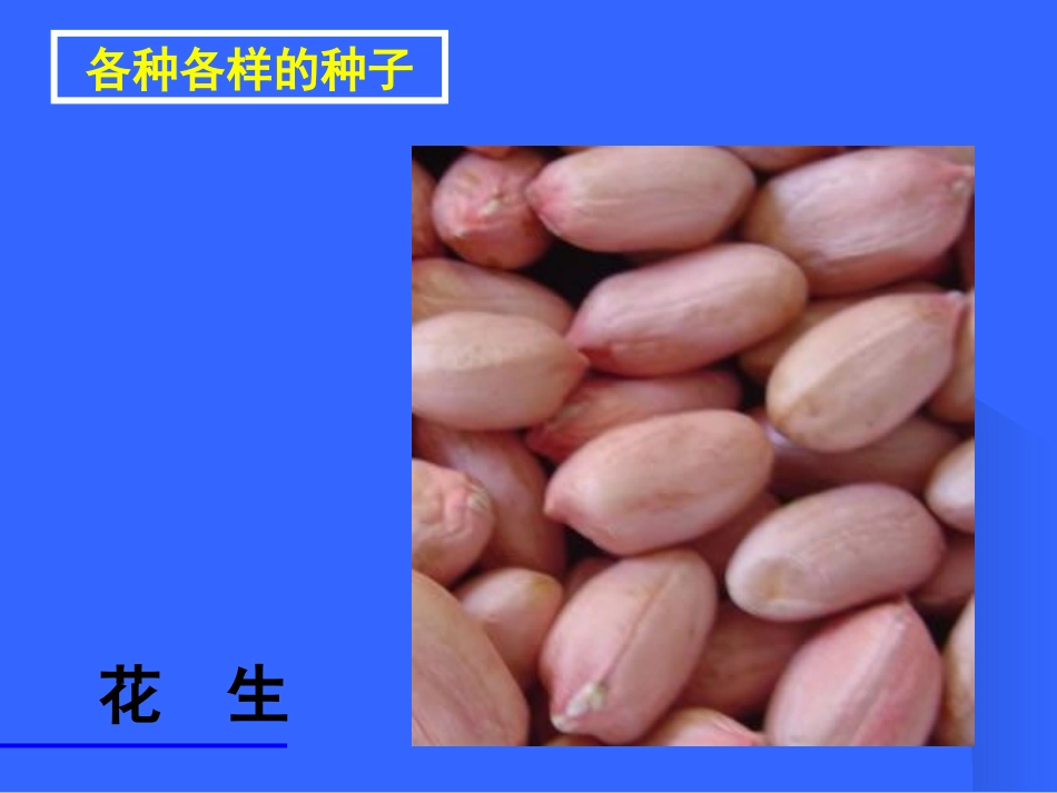 生物教学课件_第3页
