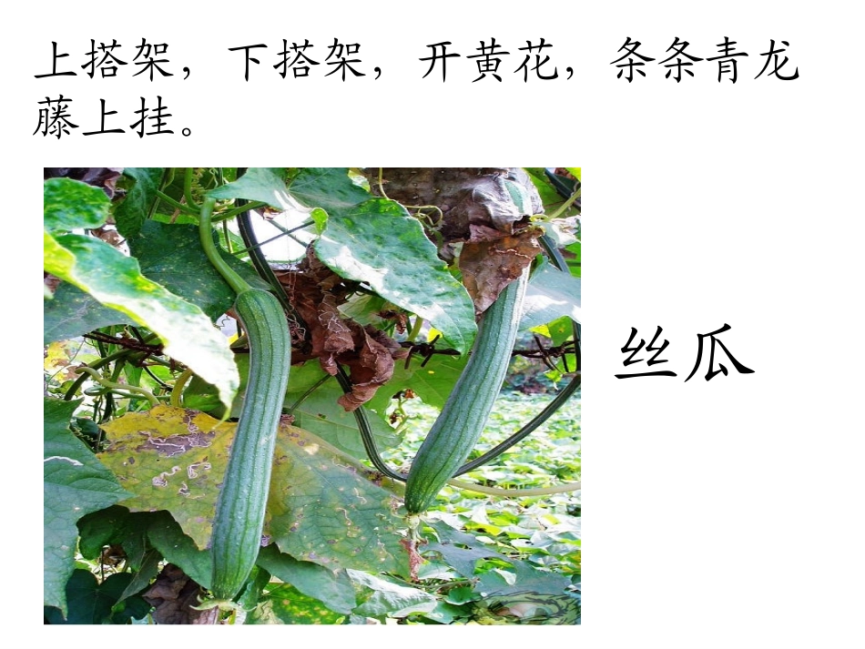 爬山虎的脚 (3)_第1页
