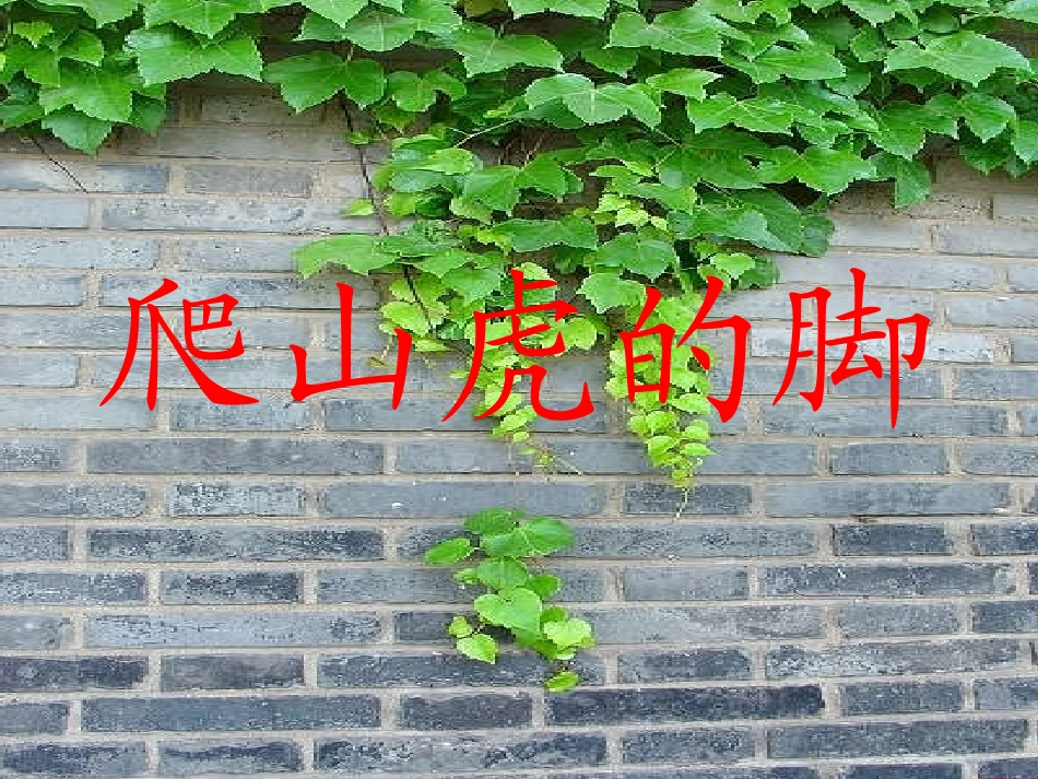 爬山虎的脚 (3)_第3页