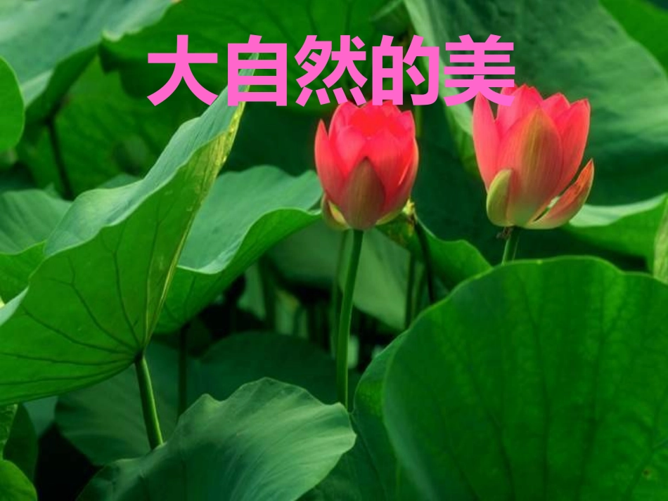 留住大自然的美_第1页