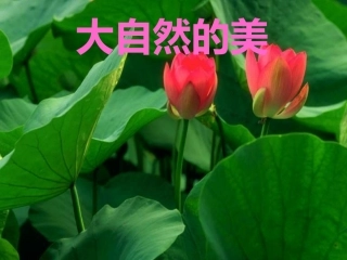 留住大自然的美