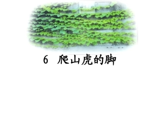 爬山虎的脚 (2)
