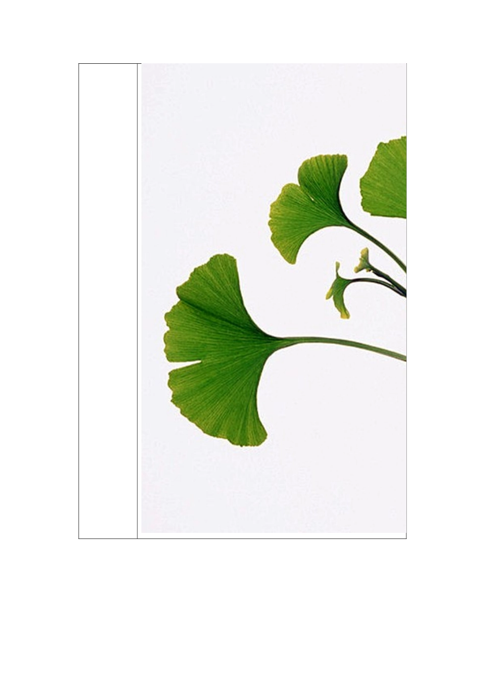 植物观察记录表【精品】_第2页