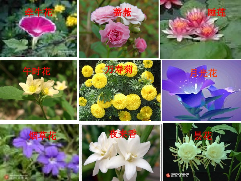 三年级观察日记_第2页