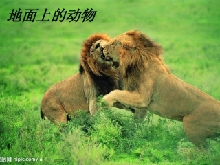 苏科版七年级下生物：（2013年春使用）《第十一章第二节地面上的动物》课件1