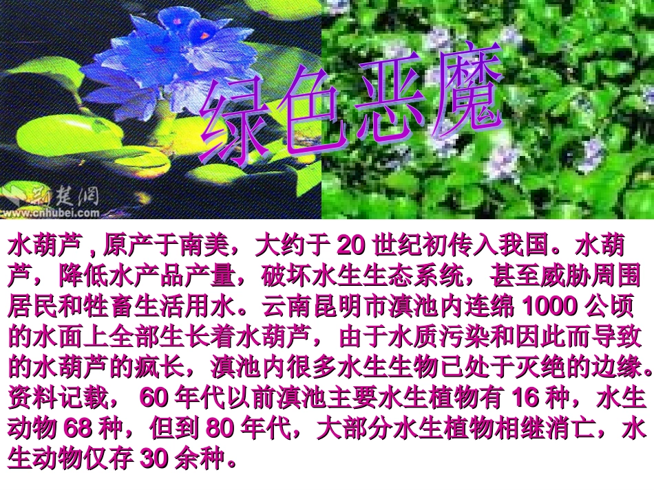 生物入侵者课件5_第2页