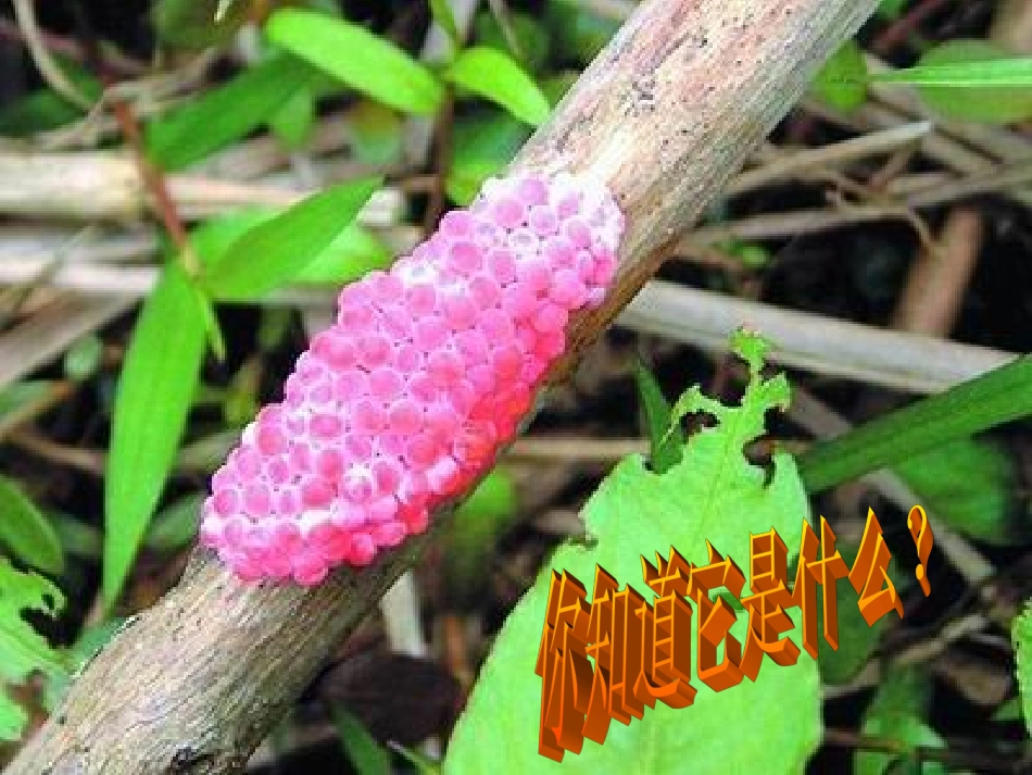 生物入侵者课件5_第3页