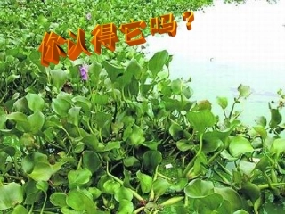 生物入侵者课件5