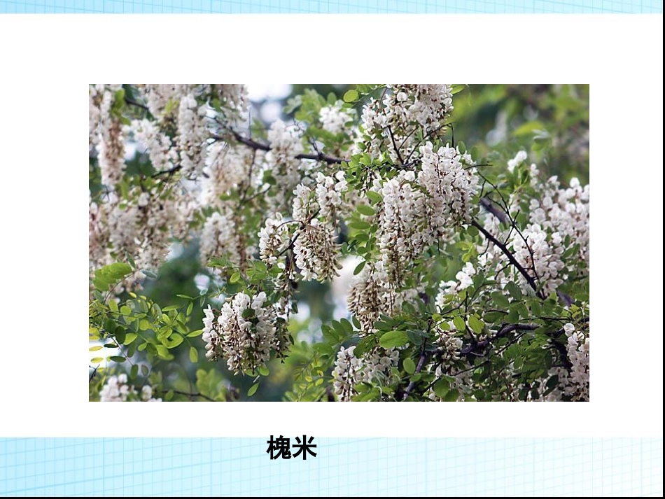 三年级上册语文——4槐乡的孩子_第2页