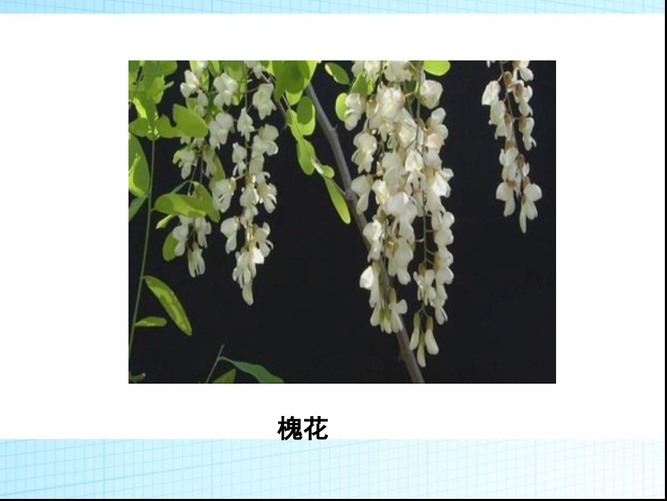 三年级上册语文——4槐乡的孩子_第3页