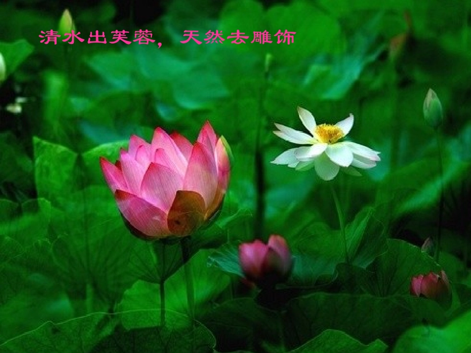 莲文化的魅力_第3页