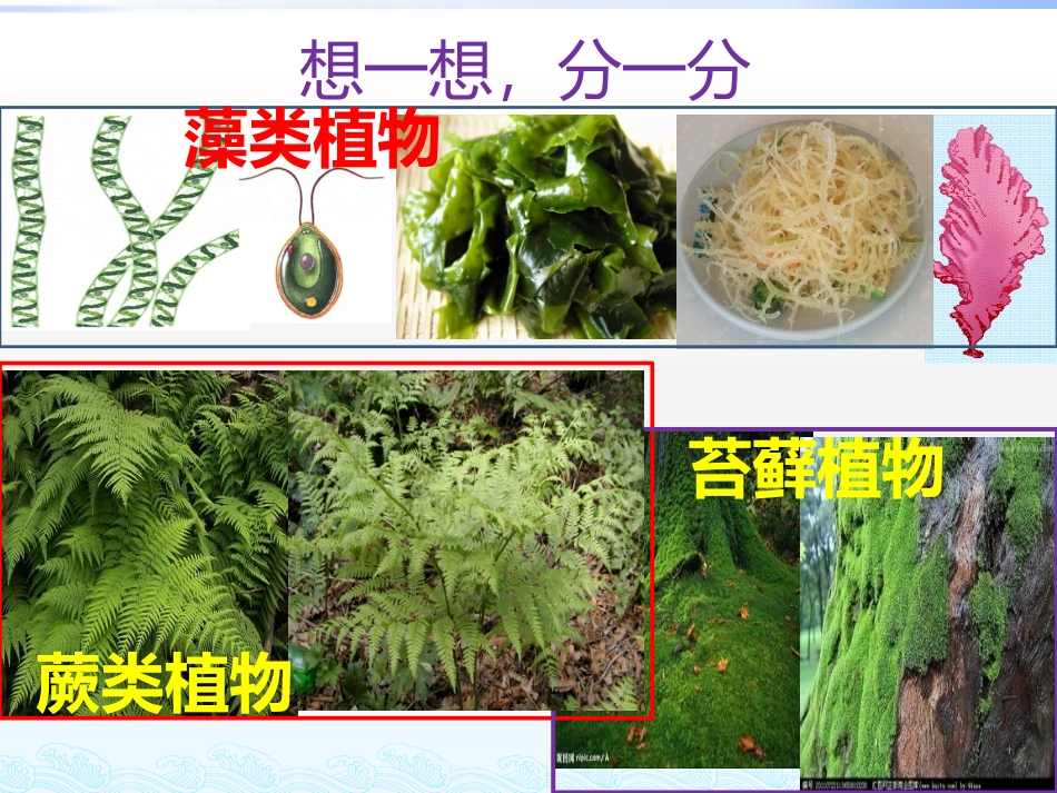 藻类苔藓植物_第2页