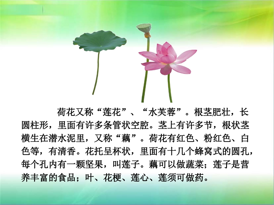 三年级下册语文——3荷花_第2页