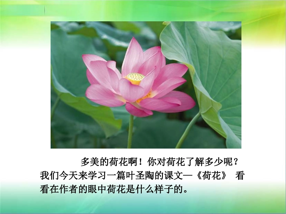 三年级下册语文——3荷花_第3页