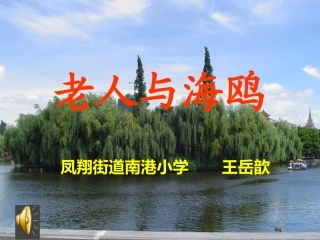 老人与海鸥(ding)