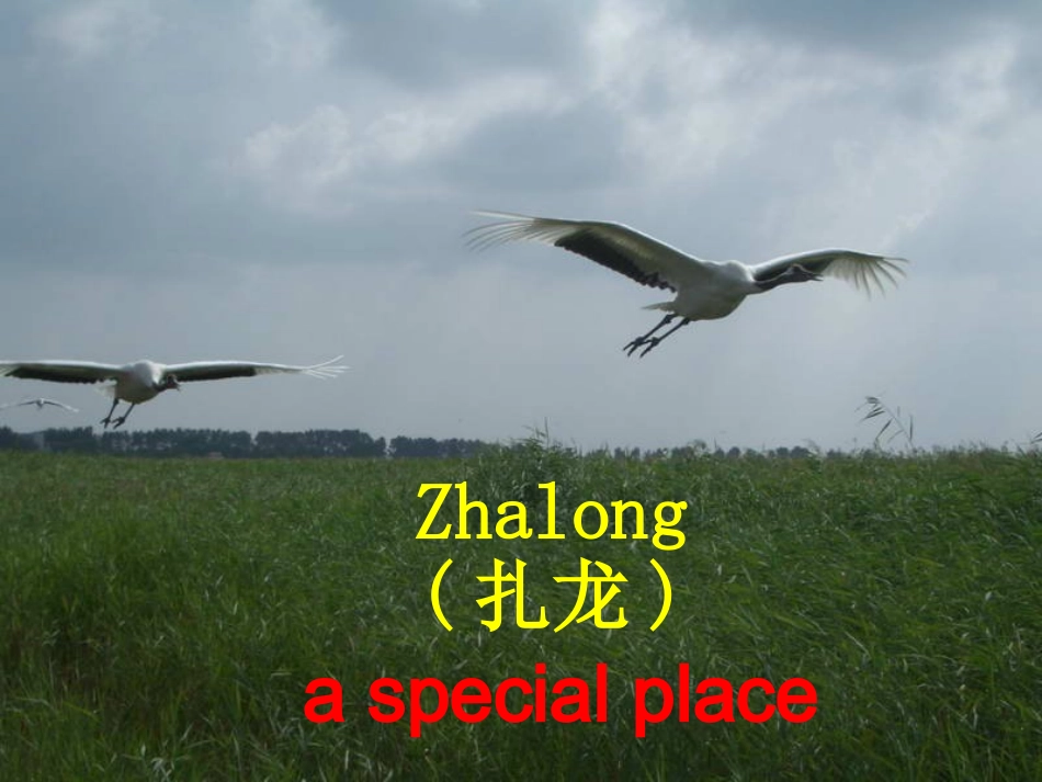 正式演示-扎龙_第2页