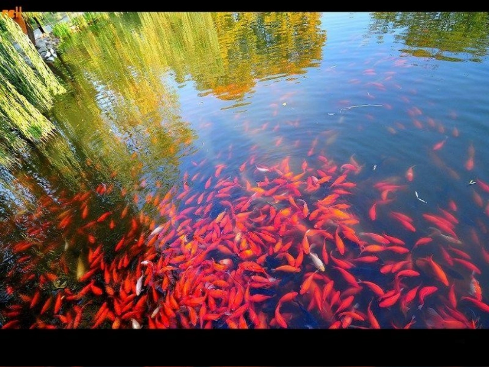 鱼游到了纸上1_第1页