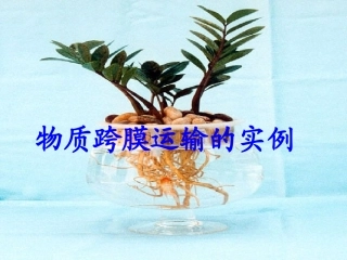 物质跨膜运输的实例