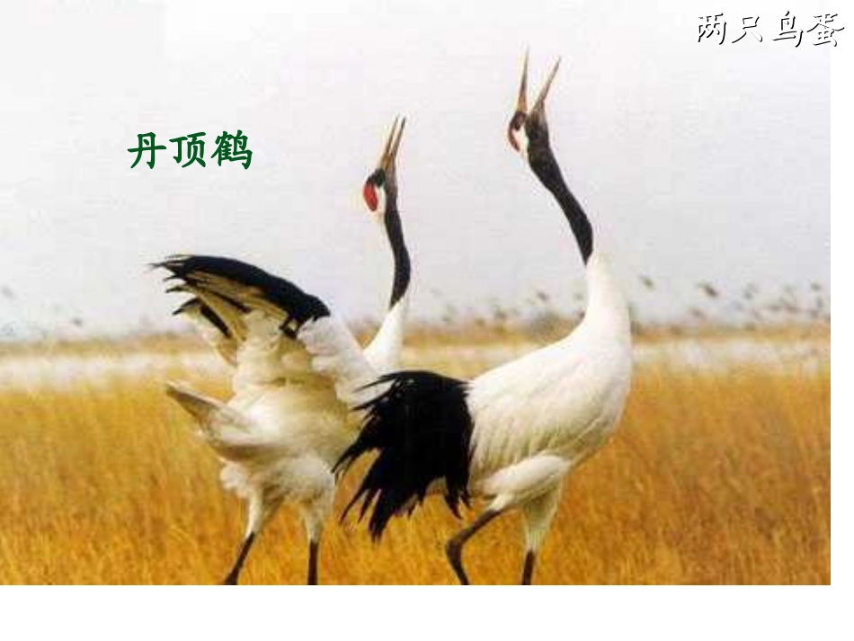 两只鸟蛋第一课时_第3页